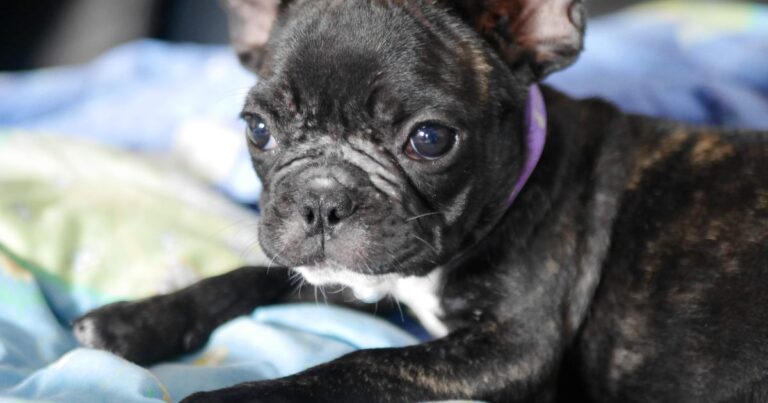 French Bulldog Puppies: Paws, Play, and Potty Training – A Joyful Journey